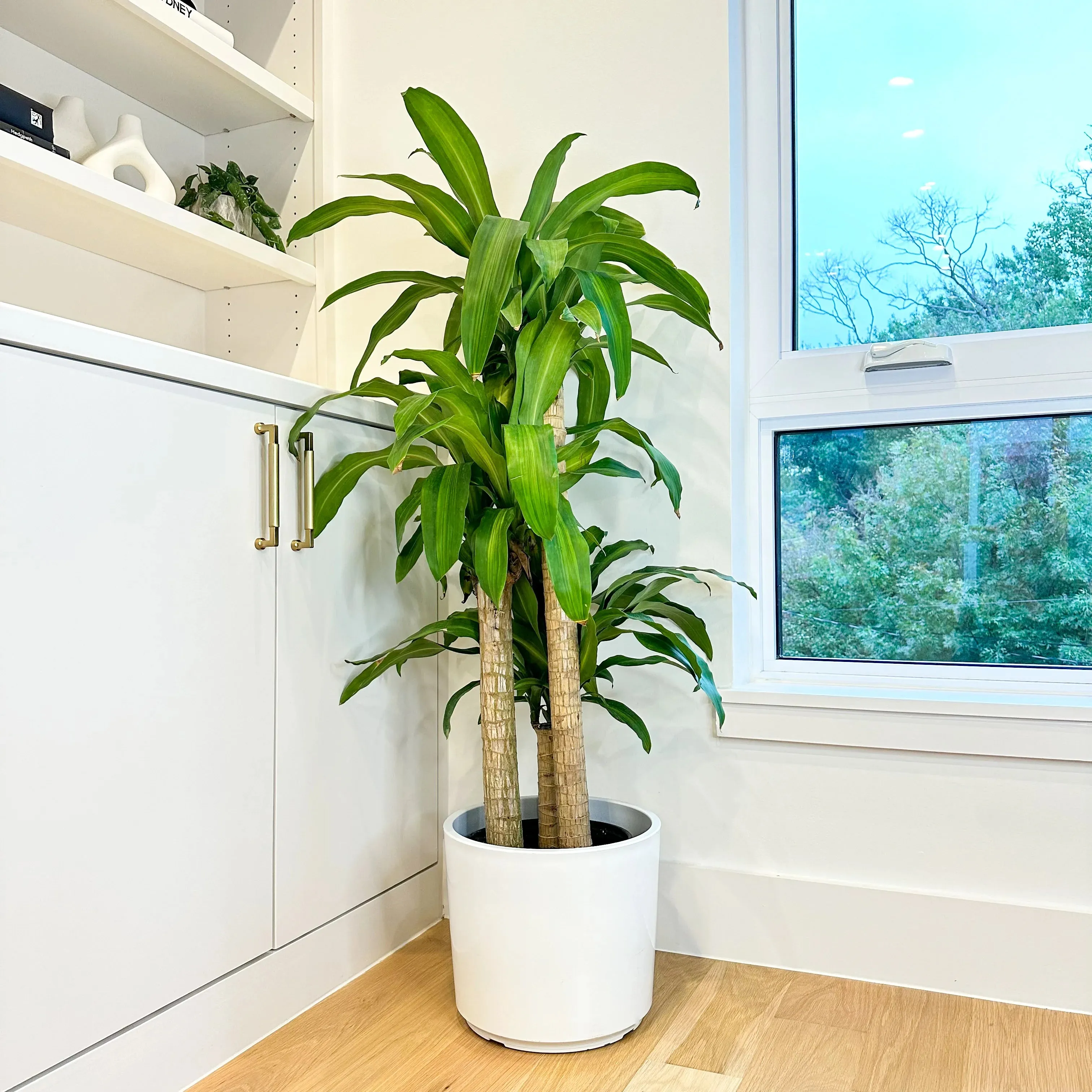 Dracaena Mass Cane 'Corn Plant'