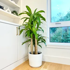 Dracaena Mass Cane 'Corn Plant'
