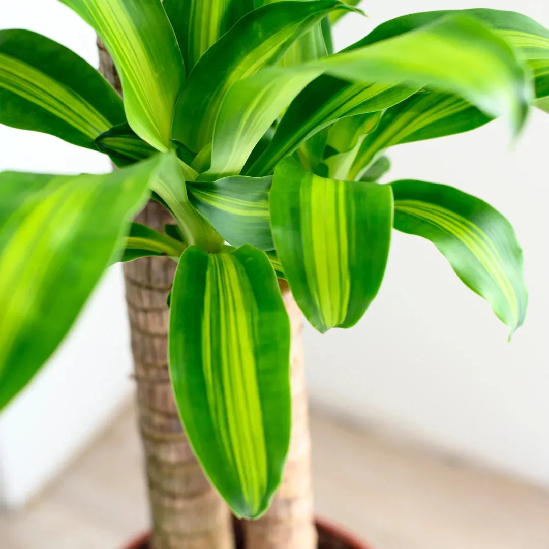 Dracaena Mass Cane 'Corn Plant'