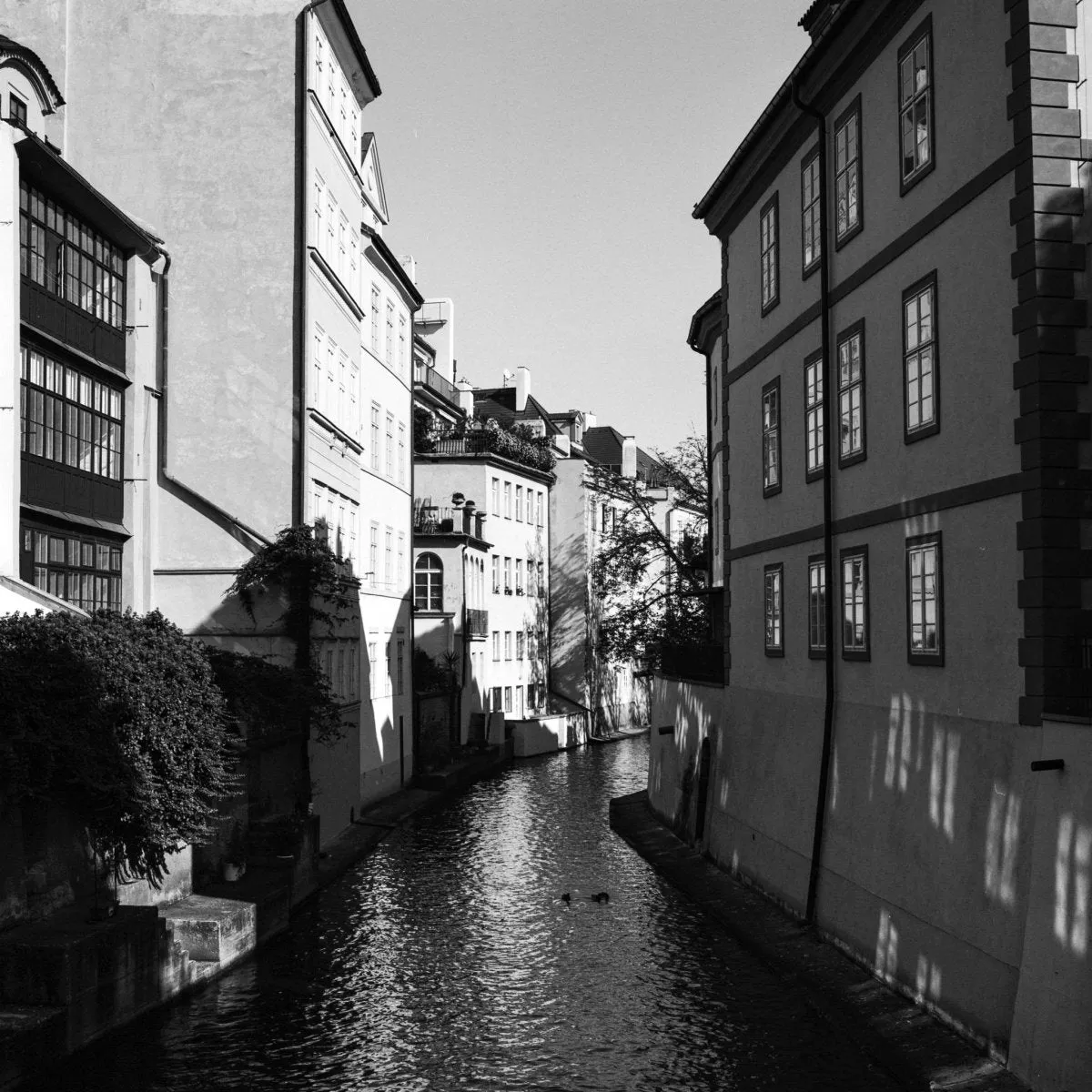 Ilford Ortho Plus 80 - 35mm Film