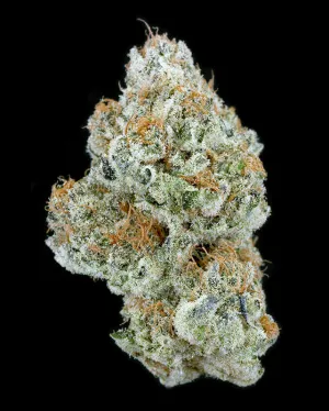 Mimosa Breath