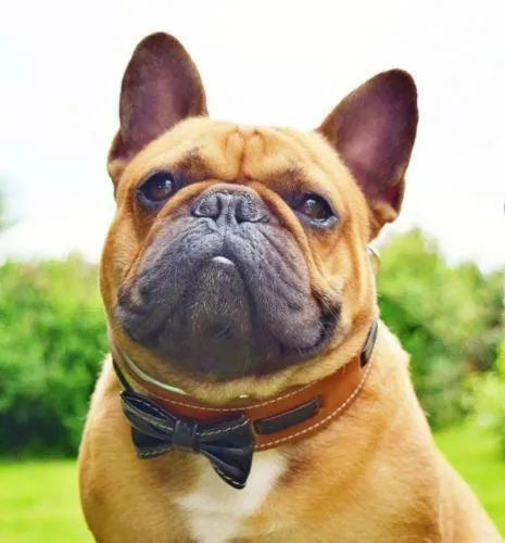 The "Bowtie" collar brown